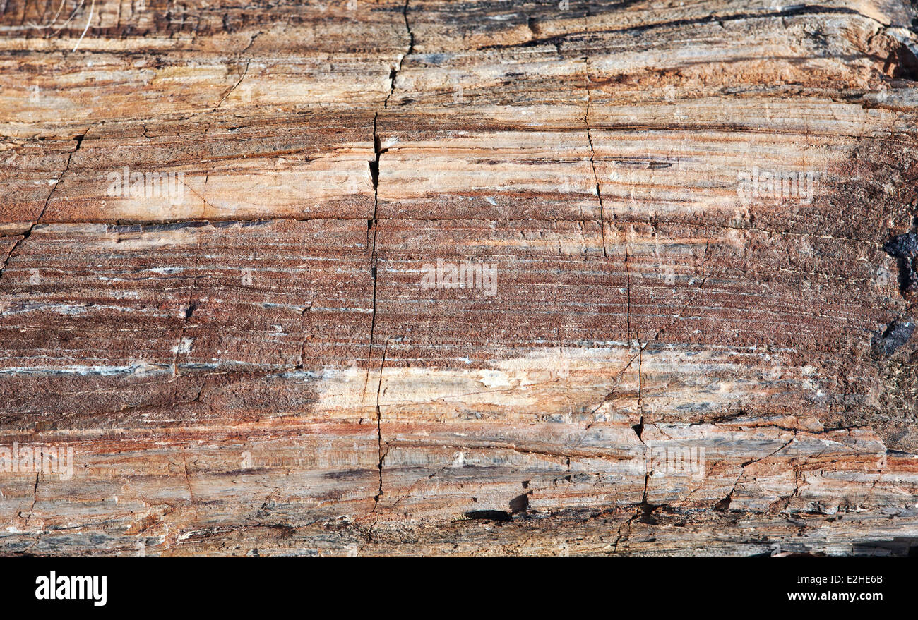 Libre de forêt pétrifiée forêt pétrifiée dans l'échantillon national monument Damaraland Namibie Banque D'Images