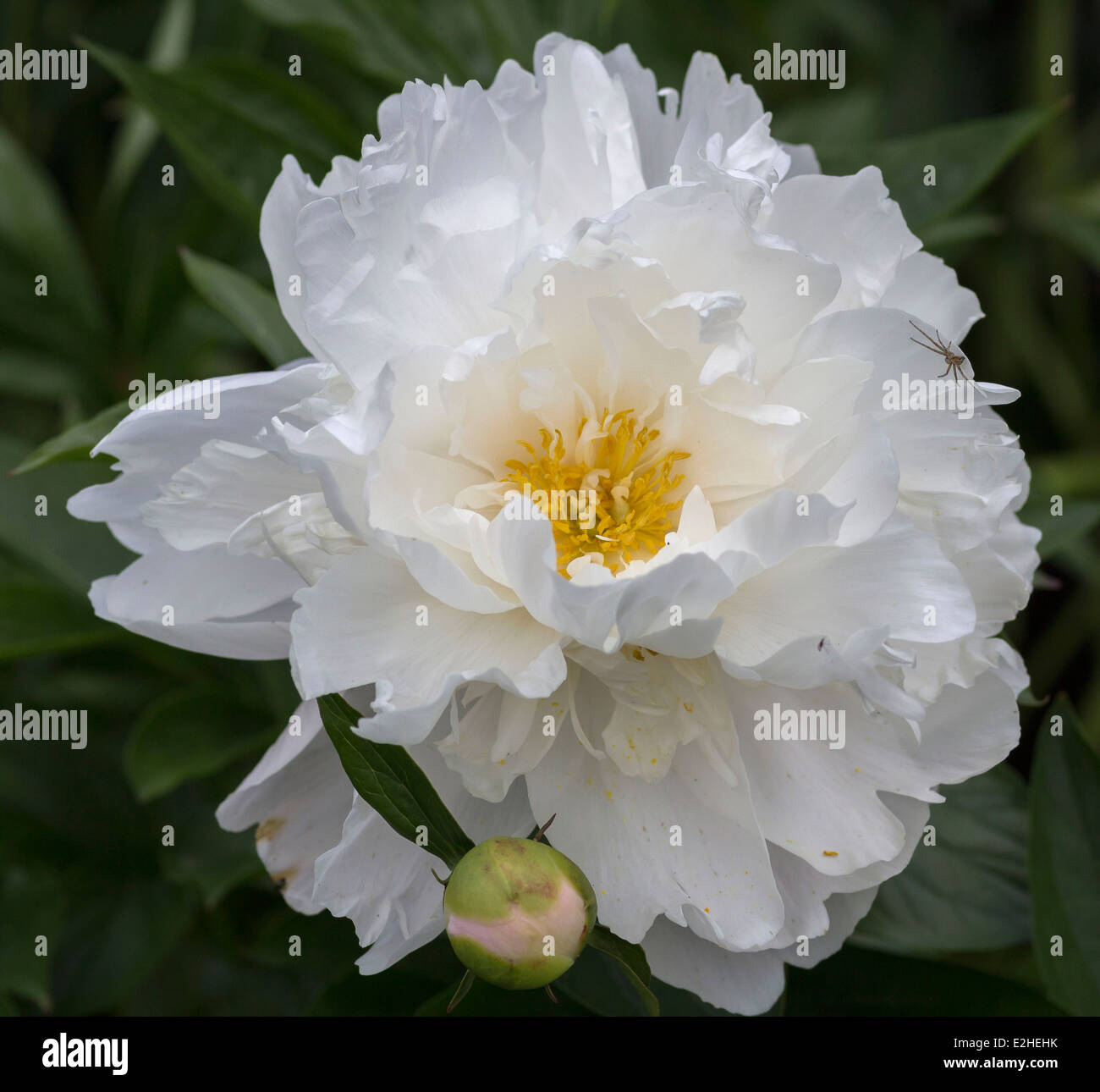 Pivoine blanche close up Peonia Banque D'Images