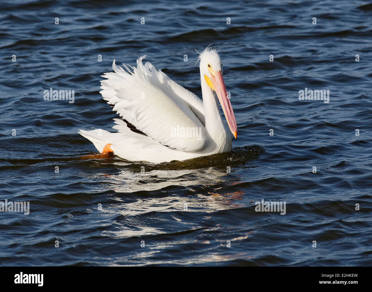 Pélican blanc (Pelecanus erythrorhynchos) Banque D'Images