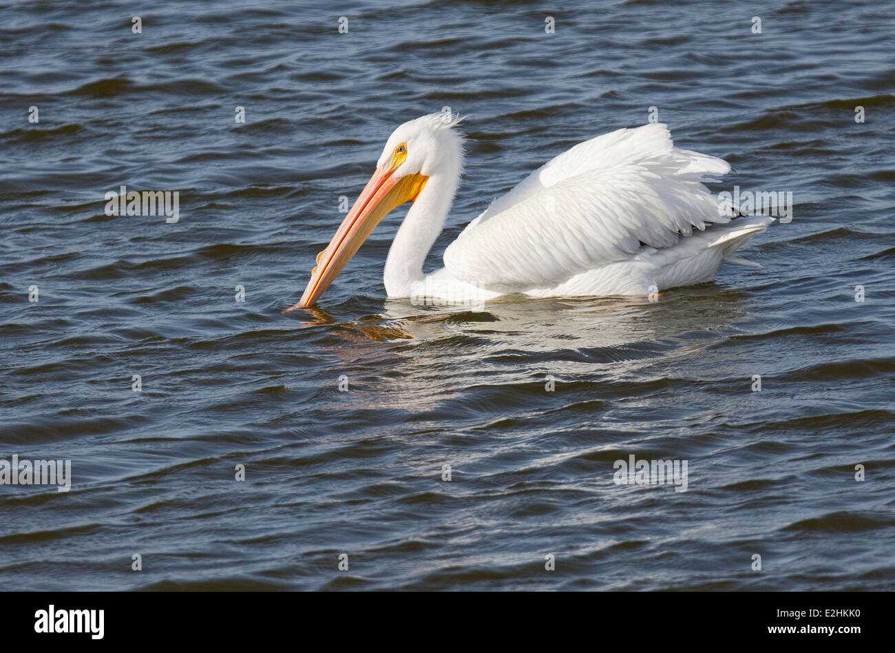 Pélican blanc (Pelecanus erythrorhynchos) Banque D'Images