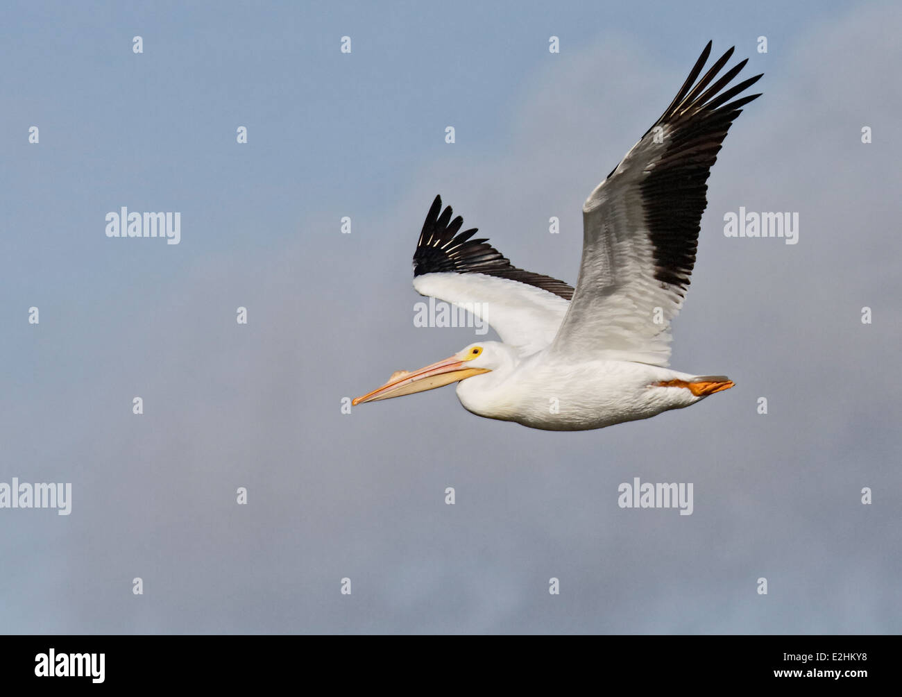 Pélican blanc (Pelecanus erythrorhynchos) en vol Banque D'Images