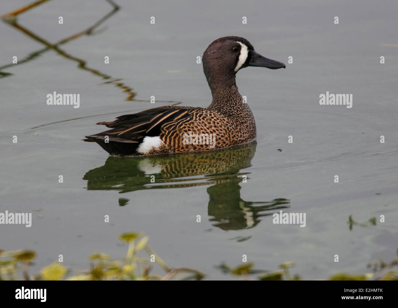 Sarcelle à ailes bleues (Anas discors) Banque D'Images