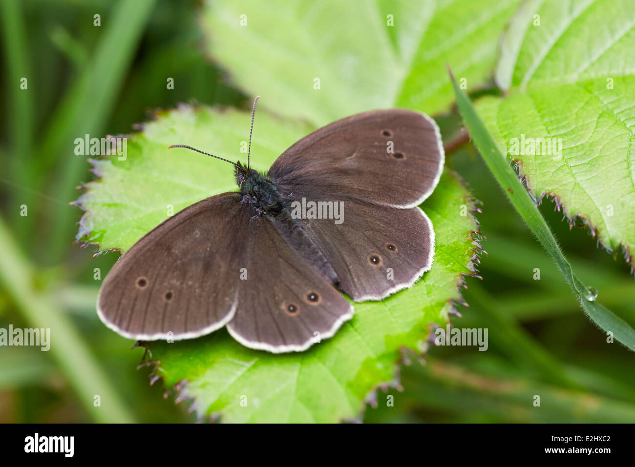 Ringlet butterfly. Bookham commun, Surrey, Angleterre. Banque D'Images