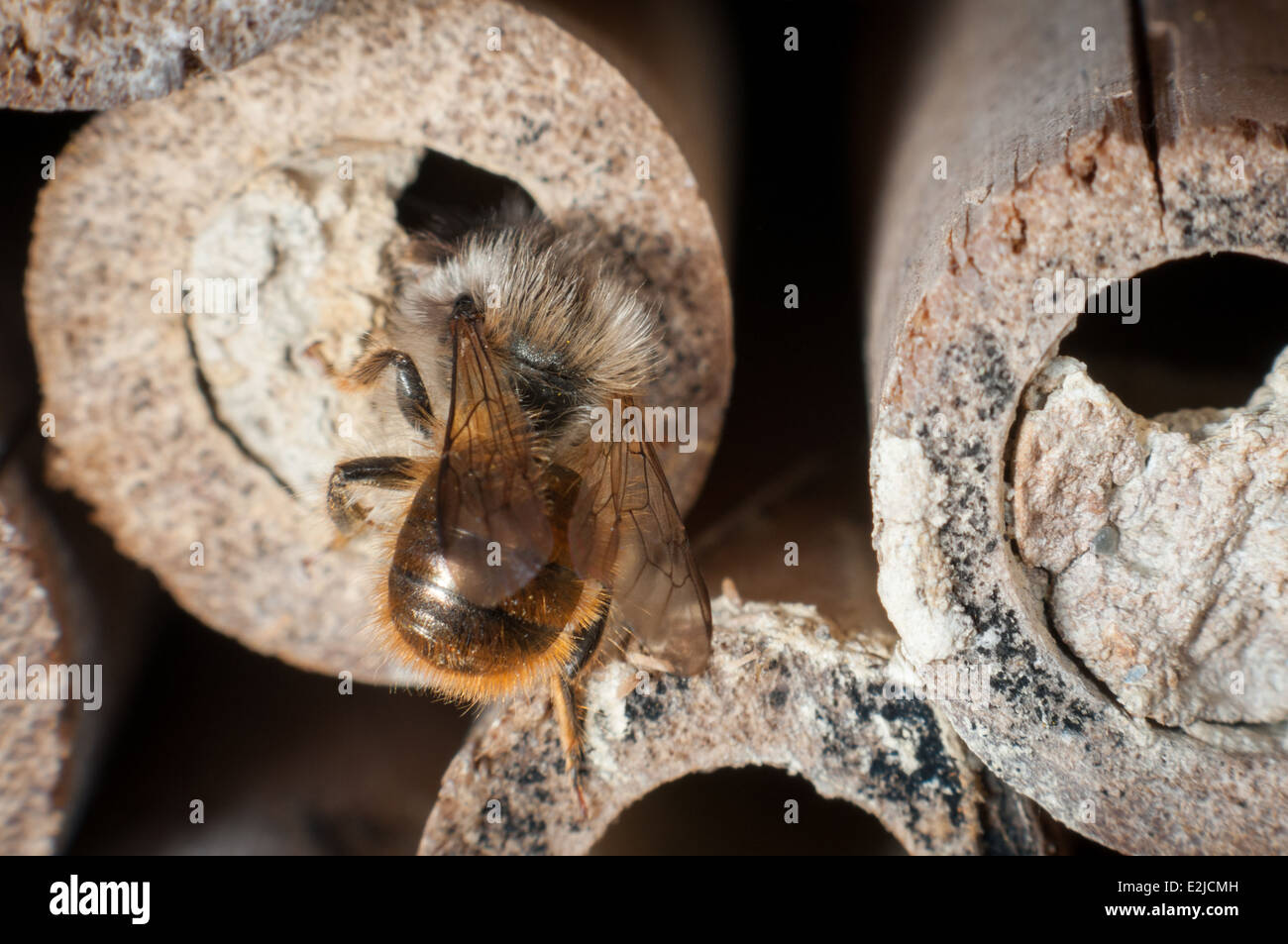 Une abeille maçon, Osmia bicornis, sur une maison en bambou pour les abeilles solitaires dans un jardin à Exeter, Devon, Royaume-Uni. Banque D'Images