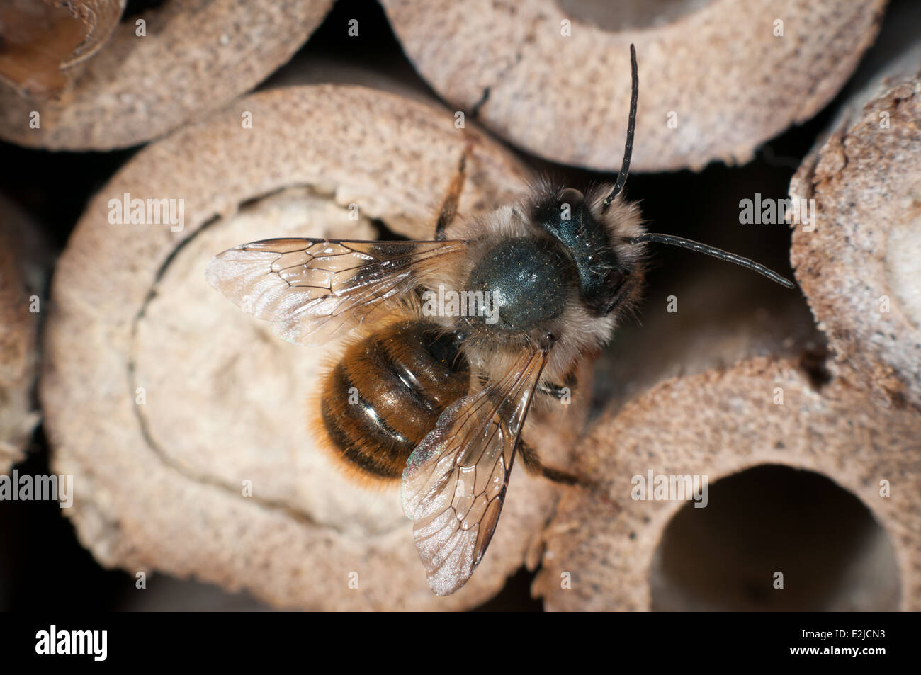 Une abeille maçon, Osmia bicornis, sur une maison en bambou pour les abeilles solitaires dans un jardin à Exeter, Devon, Royaume-Uni. Banque D'Images