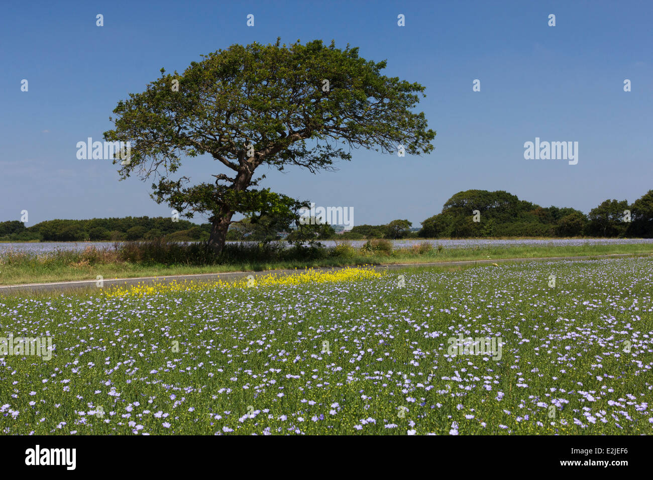 Champ de lin, Hayling Island, Hampshire, England, UK Banque D'Images