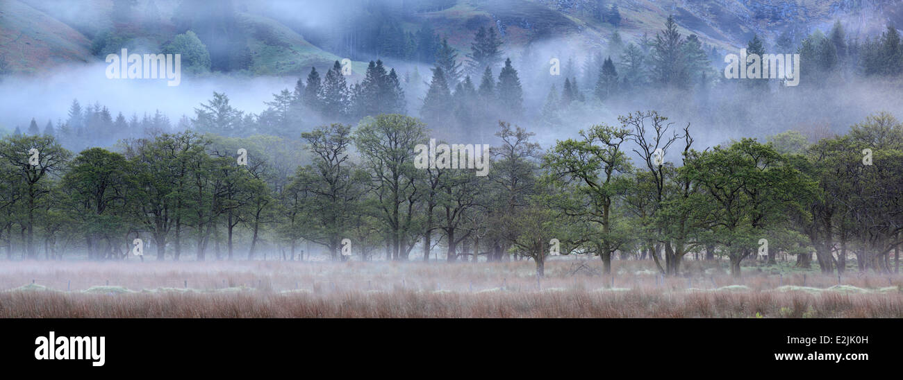 Vue panoramique de la brume et des arbres près de Glencoe dans les Highlands d'Ecosse Banque D'Images