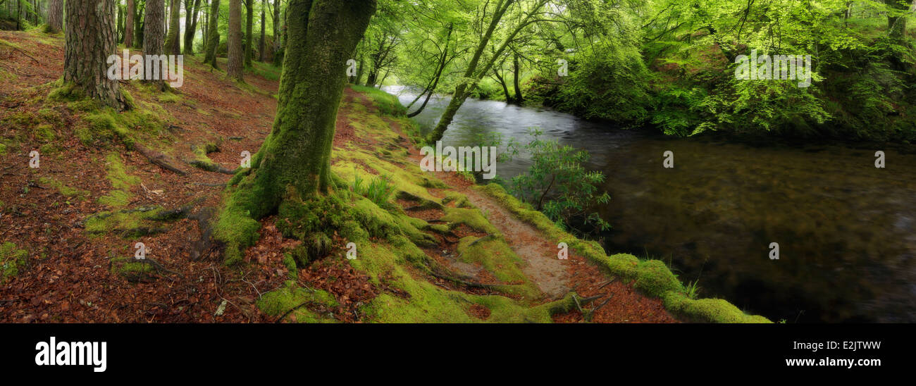 Forêt luxuriante le long de la rivière de l'Europe dans les Highlands d'Ecosse Banque D'Images