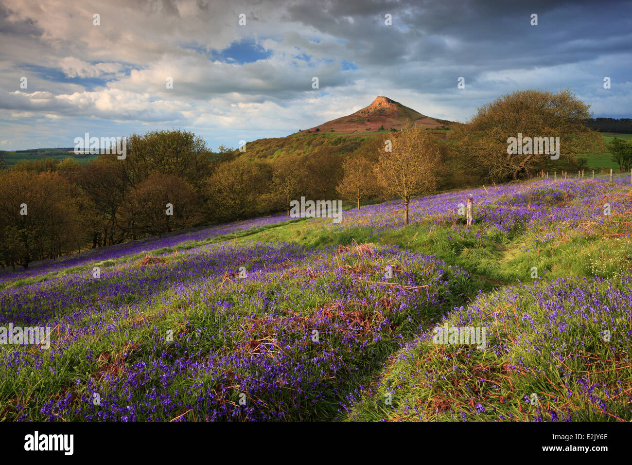 Roseberry Topping printemps jacinthes et près de Great Ayton dans Yorkshire, Angleterre Banque D'Images