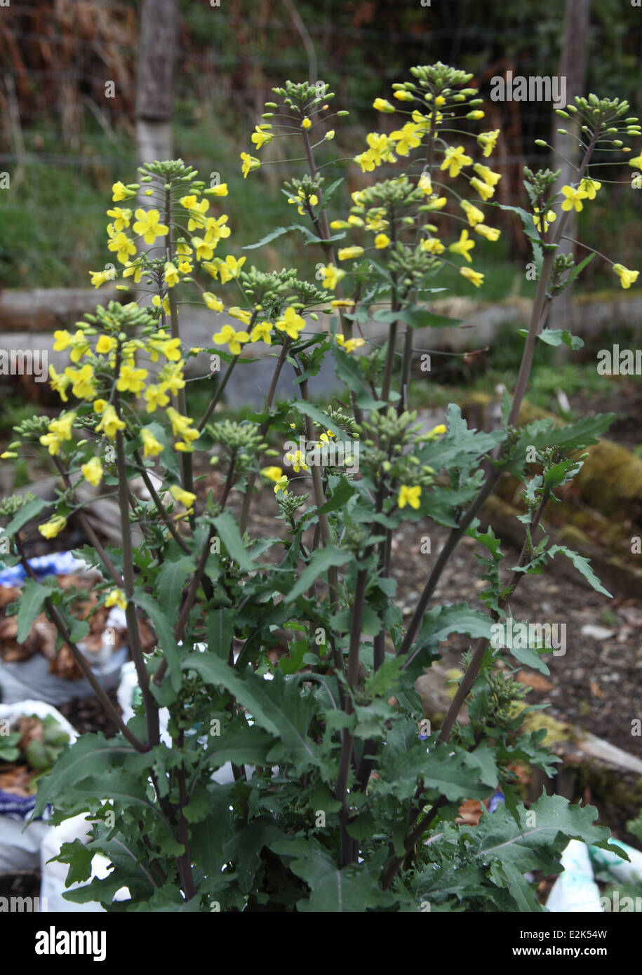 Brassica oleracea chou fleur dans l'usine russe Banque D'Images