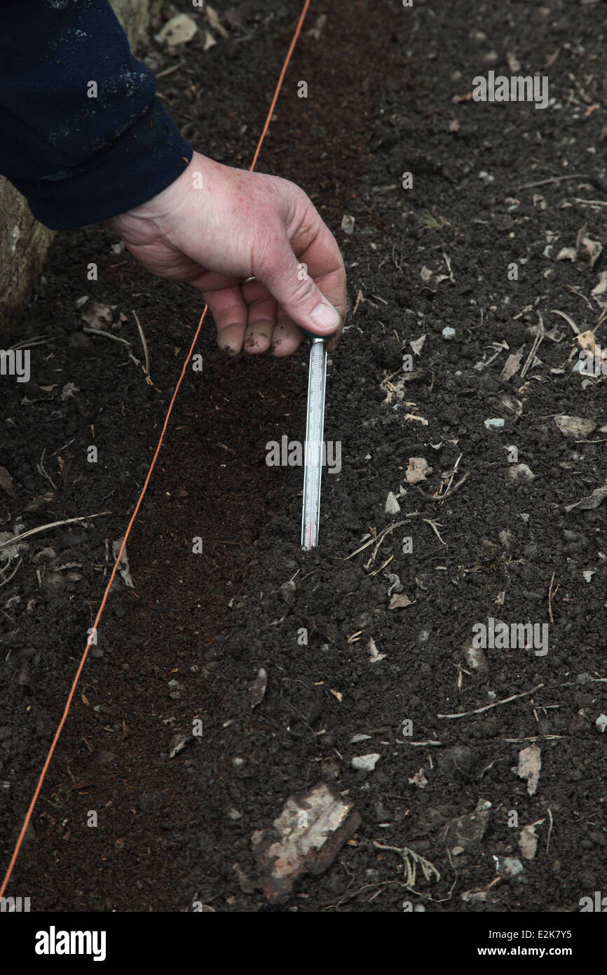 Pregerminated la plantation de graines de panais Étape 5 Vérifier la température du sol est supérieure à 8°C. Banque D'Images