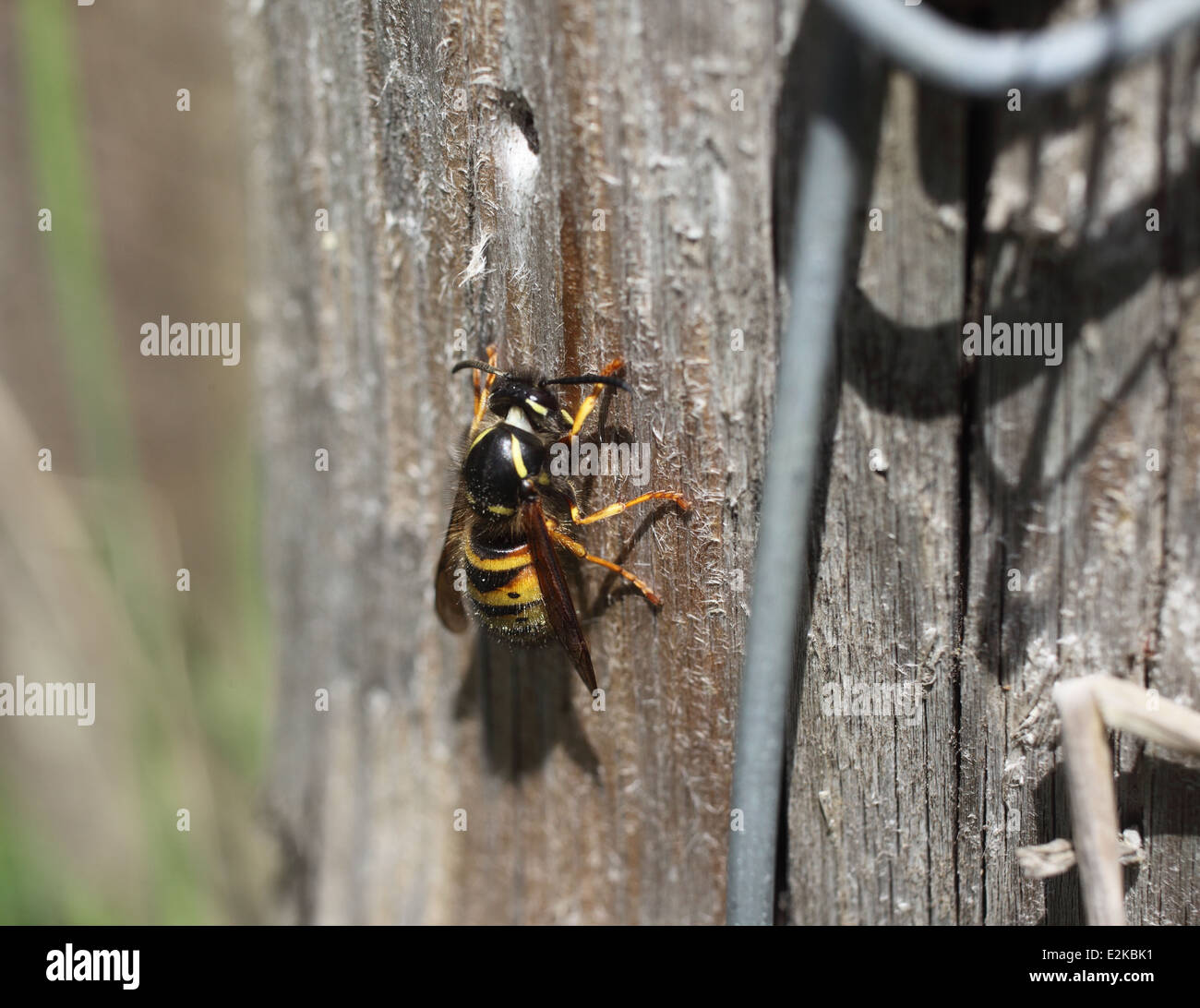 Vespula Vulgaris reine guêpe commune recueillir la pâte de bois pour la construction du nid Banque D'Images