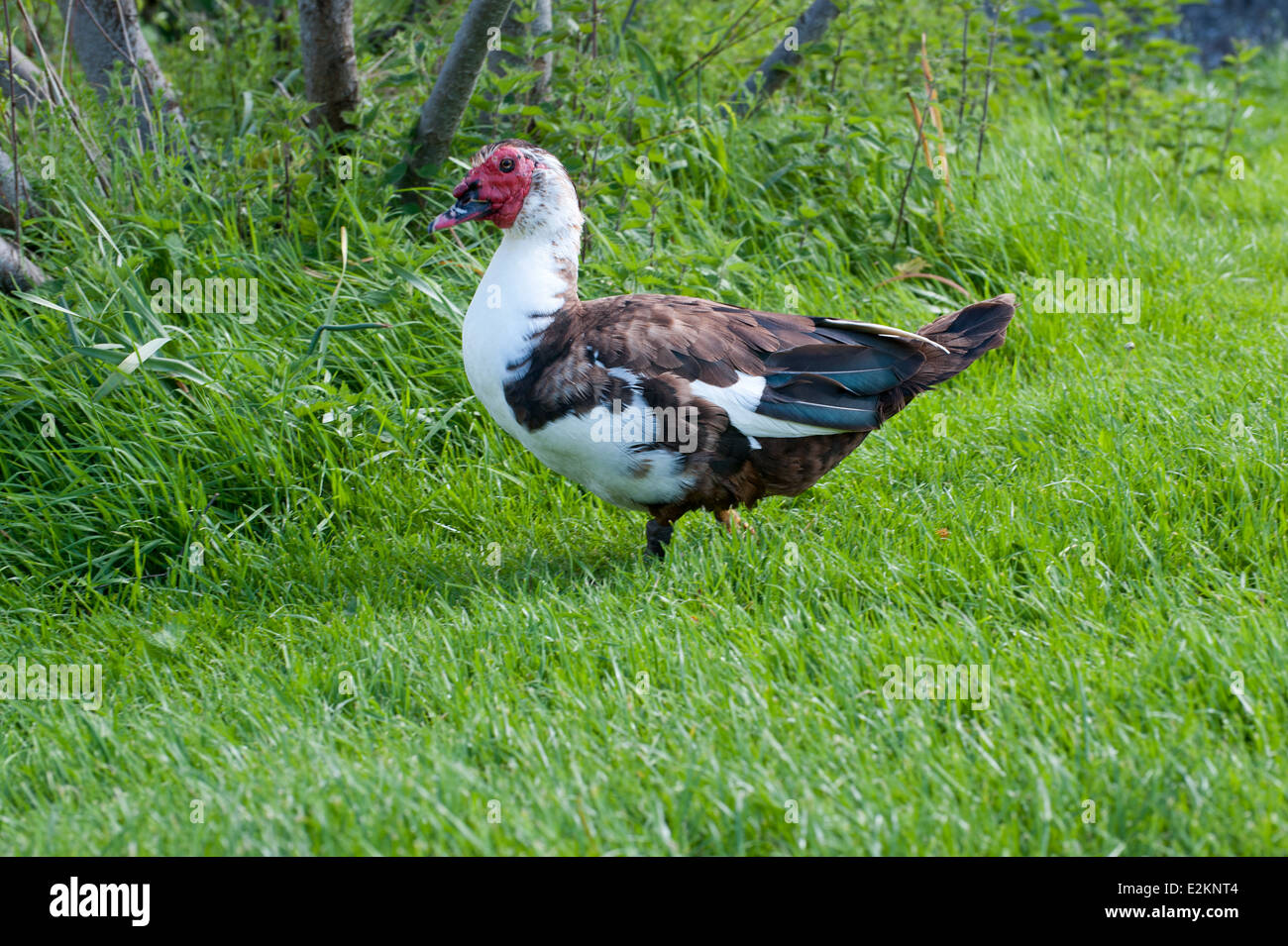 Le canard de Barbarie marche sur l'herbe verte.Cairina moschata Nom Lat Banque D'Images