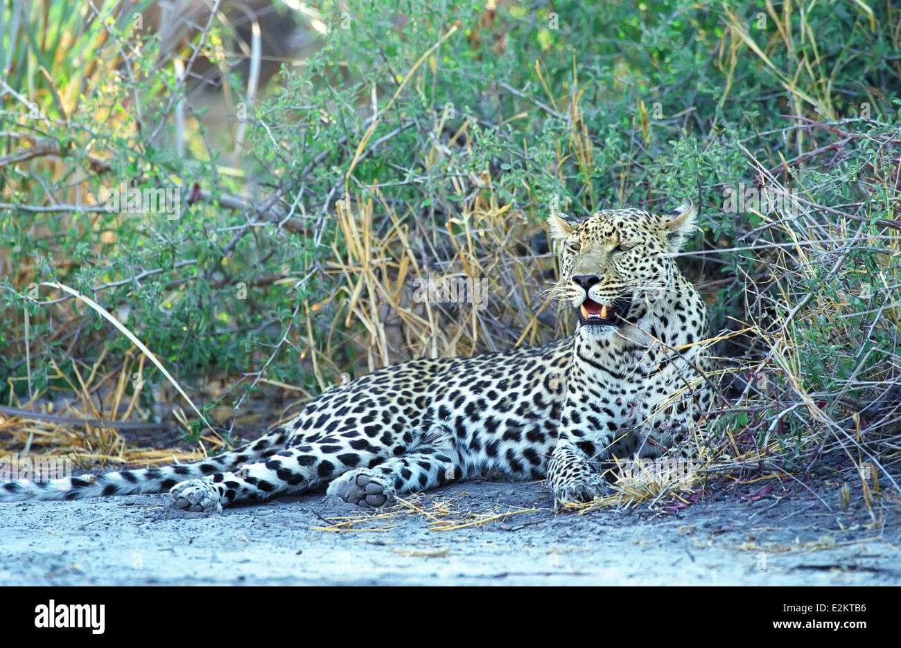 Leopard sur le terrain,Okovango Botswana Delta, Banque D'Images