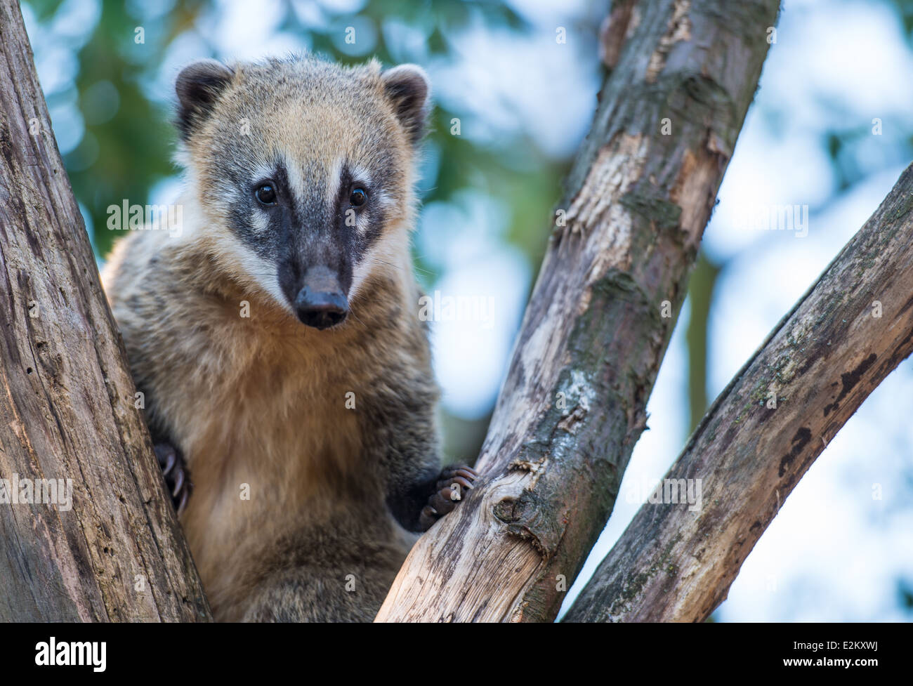 Le zoo de Londres dans la soirée. Juin 2014. Regent's Park. Cute funny South American coati, ring-tailed coati ou dans un arbre Banque D'Images