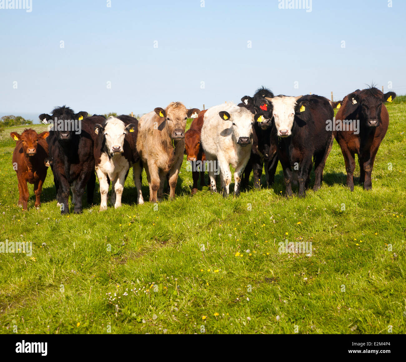 Une ligne de taureaux debout sur la craie downland sur Milk Hill, Alton Barnes, Wiltshire, Angleterre Banque D'Images