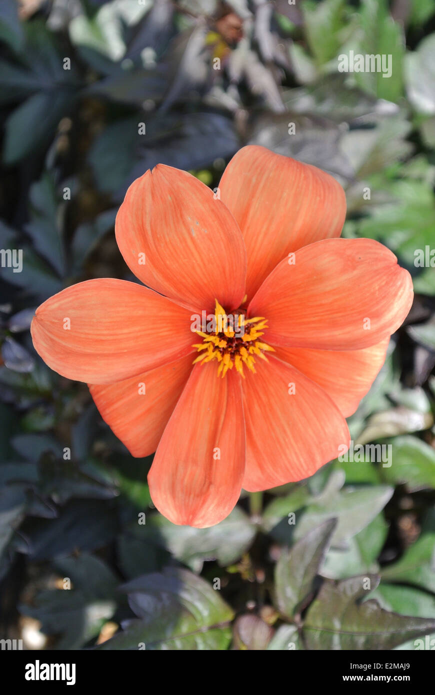 Dahlia 'Bishop of Oxford' Banque D'Images