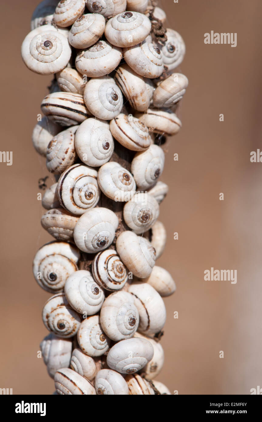 Les escargots de l'été de l'estivation, le comportement animal Banque D'Images