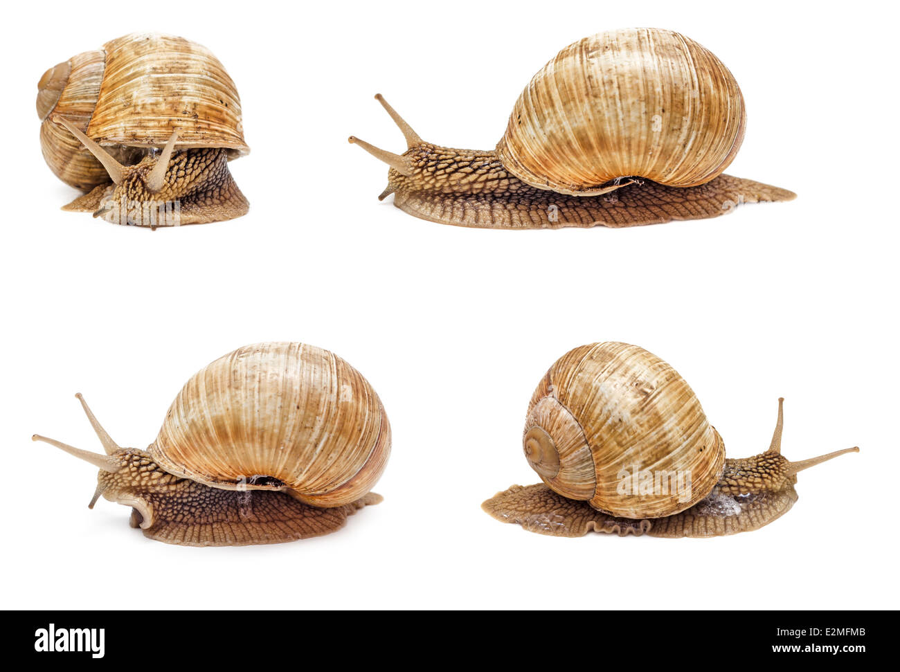 Escargot isolé sur fond blanc. Ensemble d'escargots. Banque D'Images