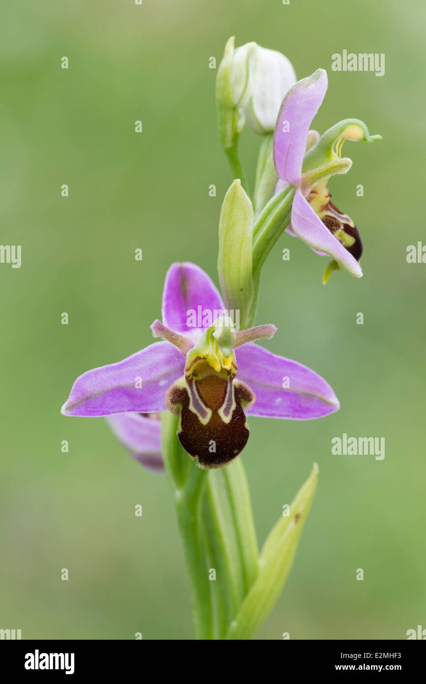 L'orchidée abeille (Ophrys apifera) sur Collard Hill Banque D'Images