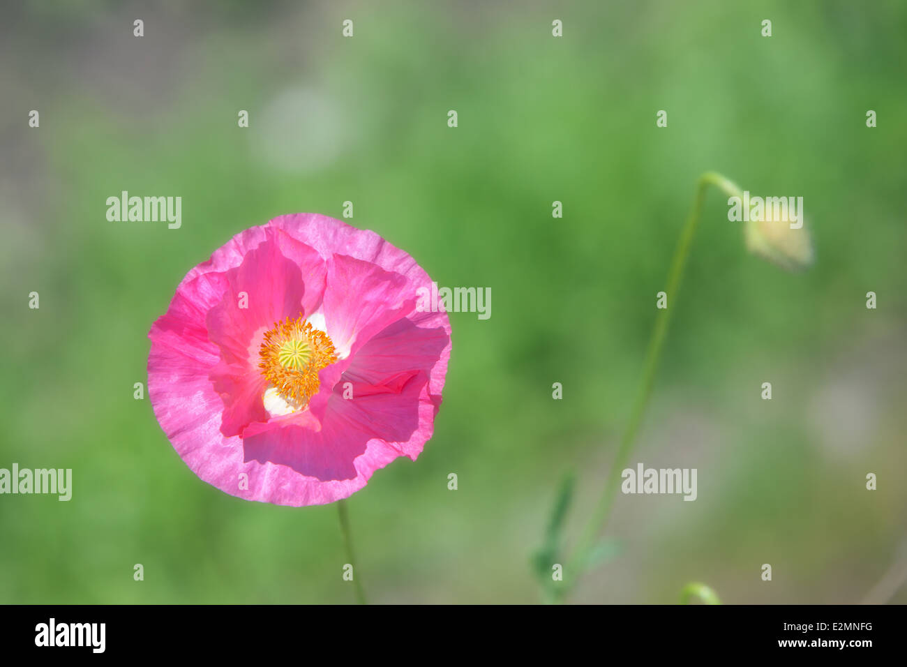 Coquelicots Banque D'Images