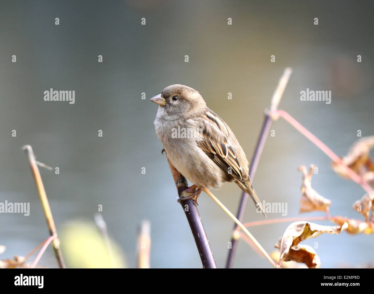 Photo macro d'un moineau sur une branche de l'automne Banque D'Images