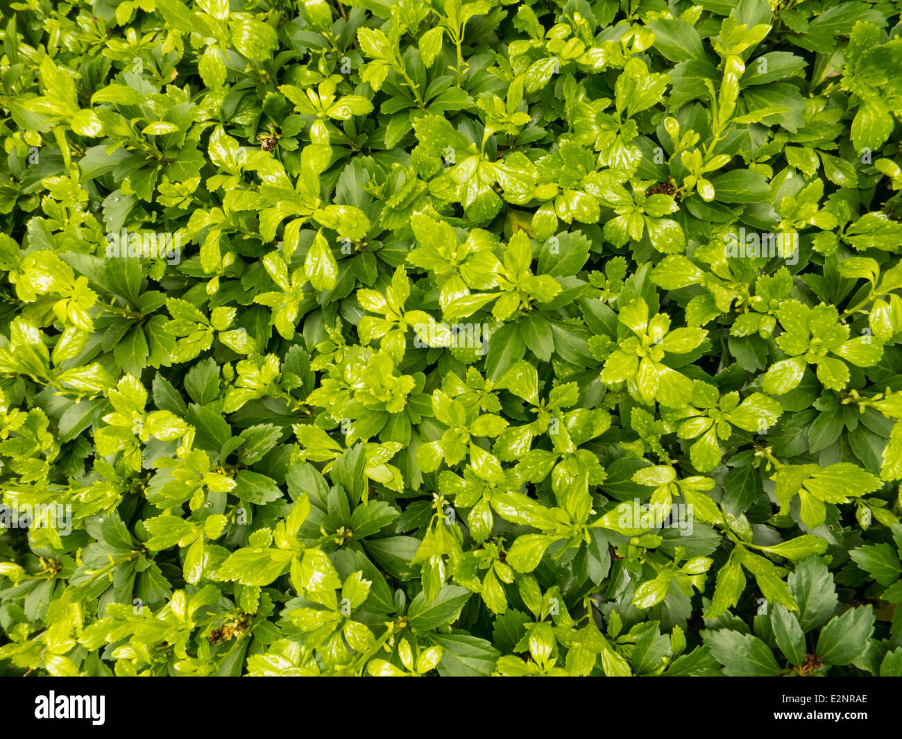 Libre de feuilles vertes humides frais Banque D'Images