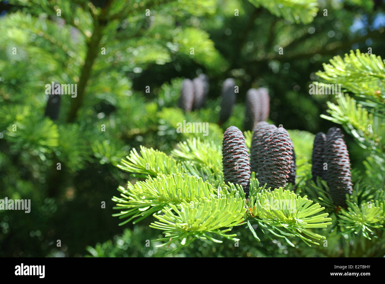 De plus en plus le sapin de Corée du sud de la Finlande Banque D'Images