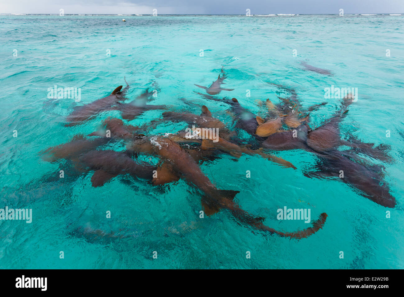 Groupe de requins nourriciers, Ginglymostoma cirratum, en eau peu profonde se nourrissant de déchets provenant de personnes nettoyant des poissons Banque D'Images
