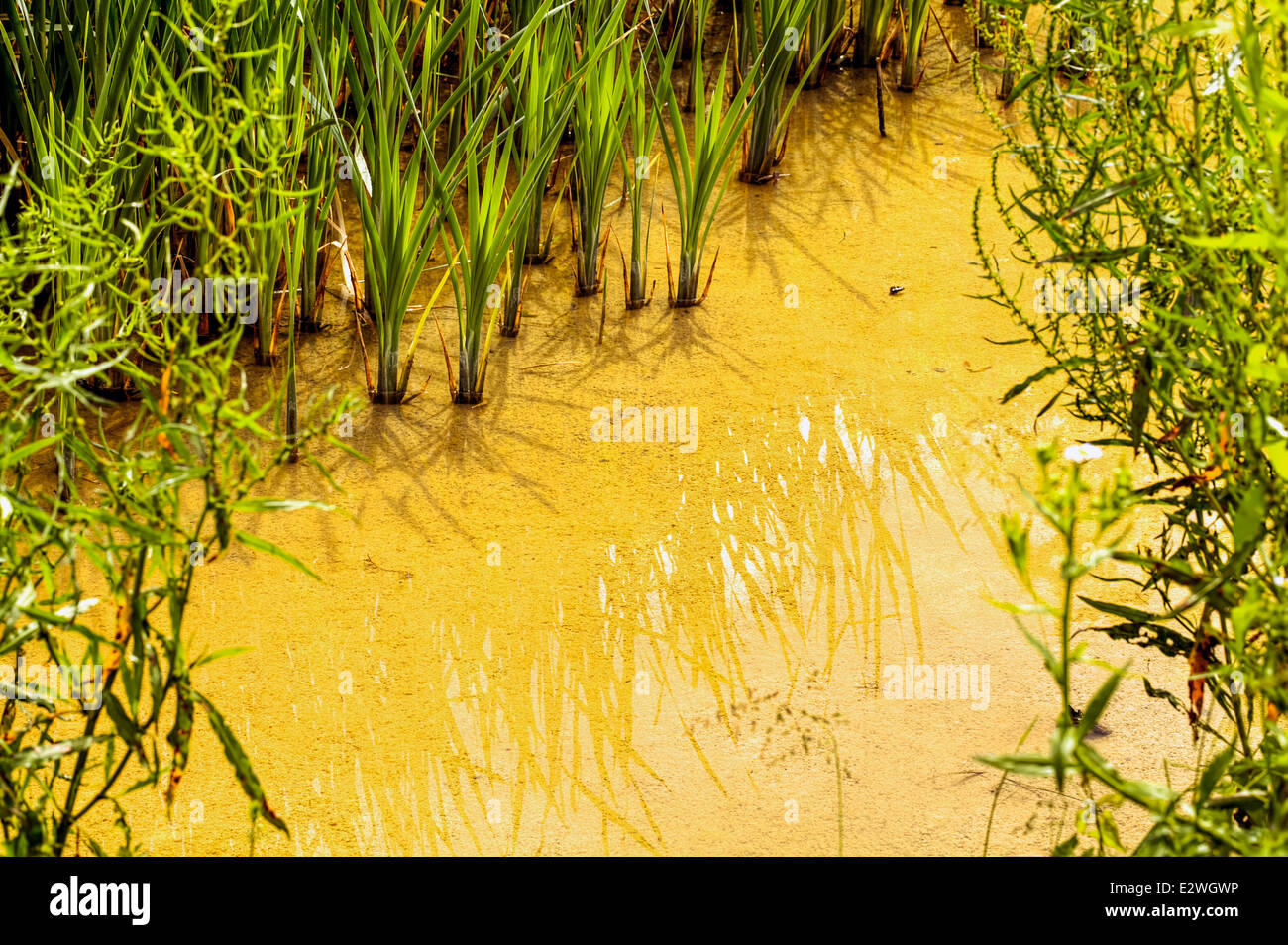 L'eau sale - rivière de la pollution Banque D'Images