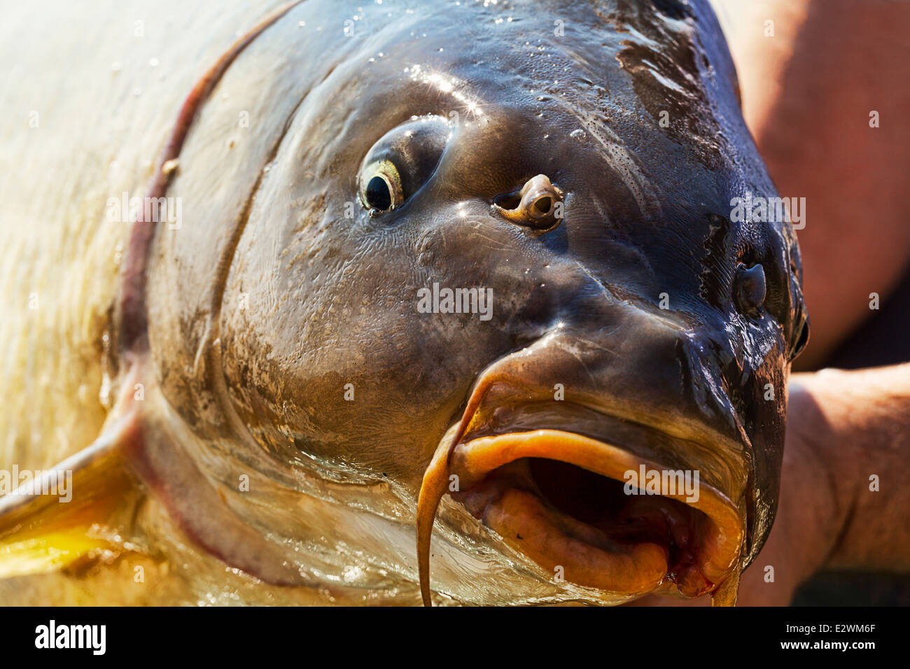 Carpes pêcher dans les mains des pêcheurs Banque D'Images