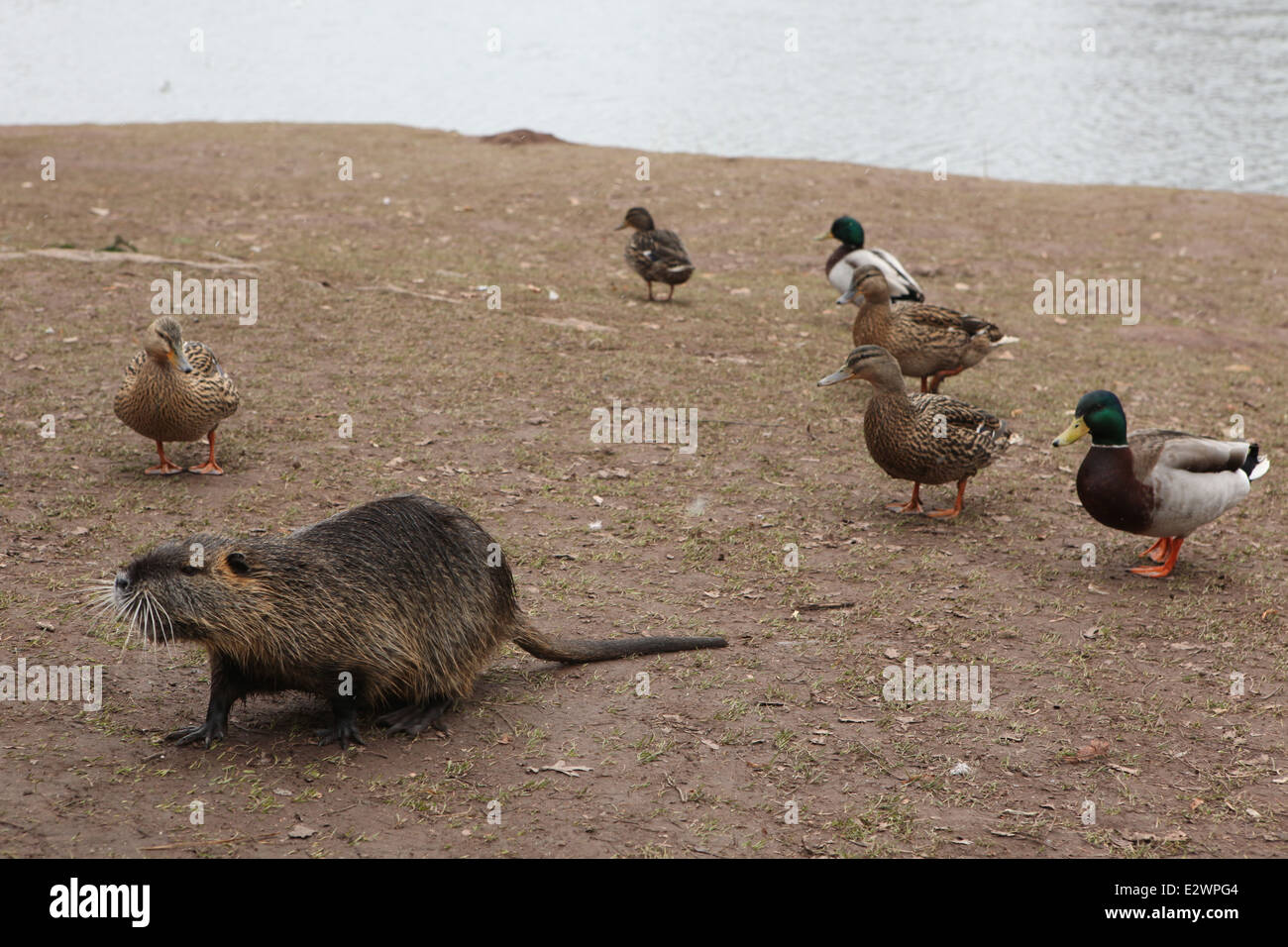 Ou ragondin ragondin (Myocastor coypus) et les canards qui peuplent l'Jiraskovy Gardens à Hradec Kralove, République tchèque. Banque D'Images