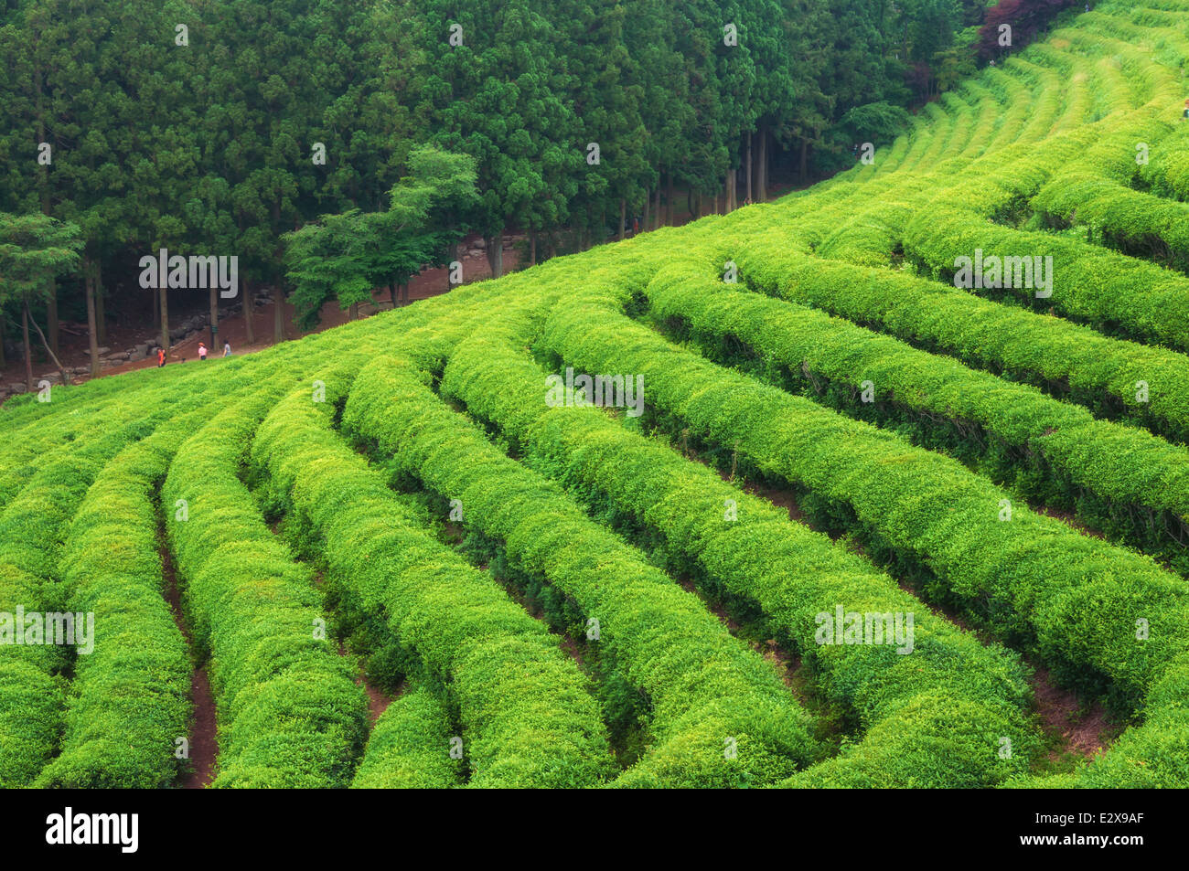Les champs de thé vert de Boseong, la Corée du Sud. Banque D'Images