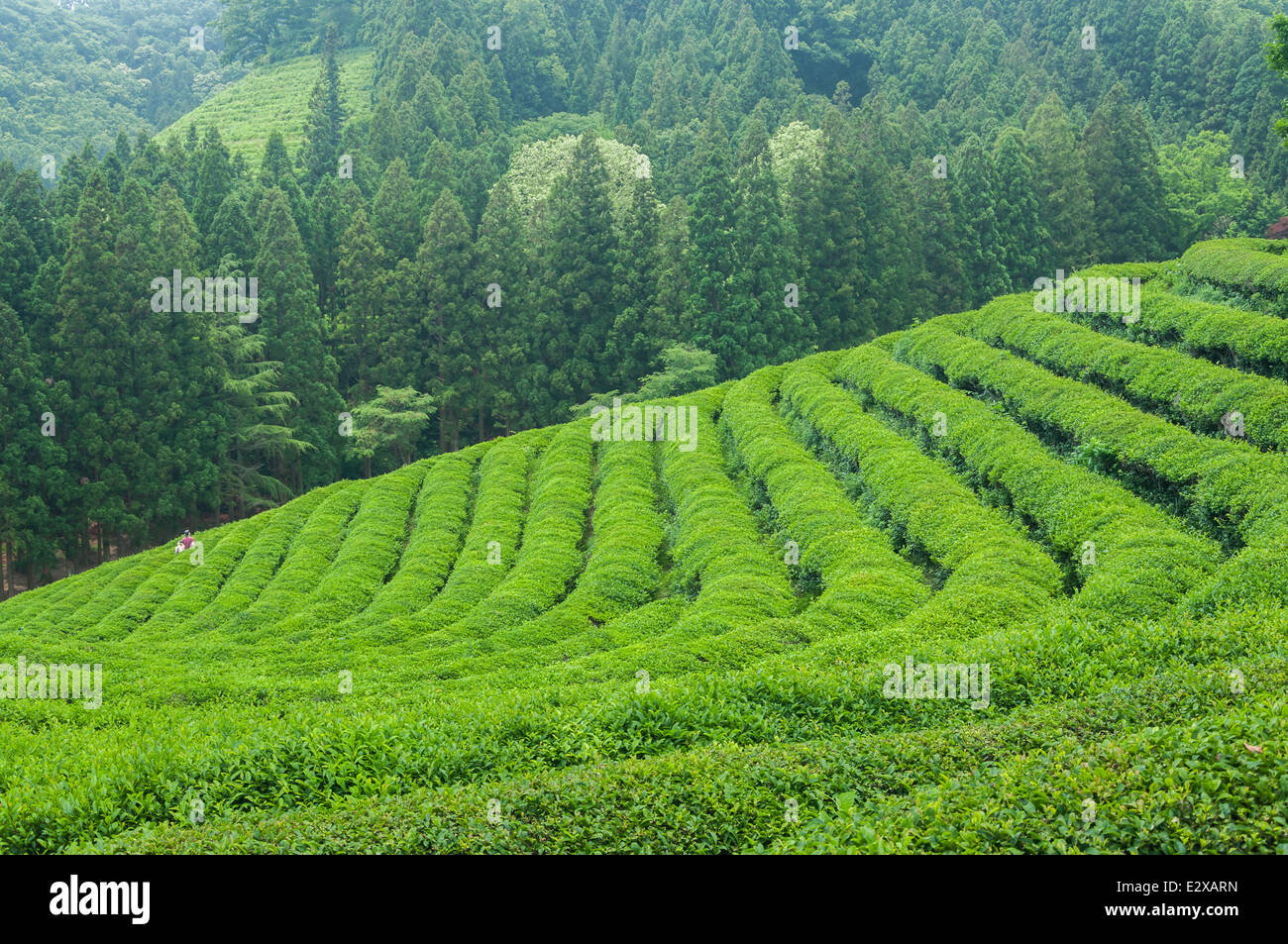 Les champs de thé vert de Boseong, la Corée du Sud. Banque D'Images