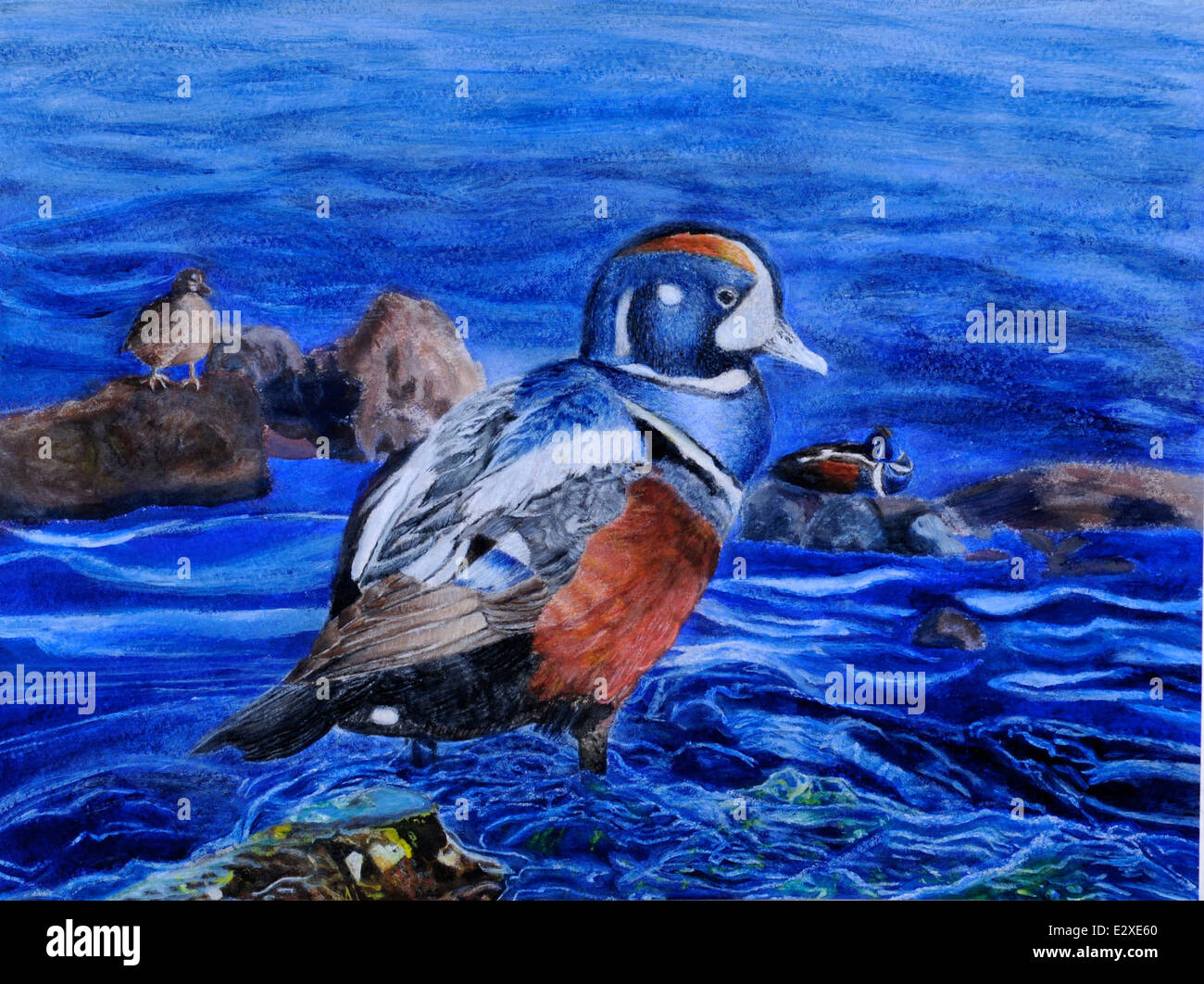 Christine Kim a remporté la deuxième place dans la catégorie 7-9 du concours d'art Junior Duck Stamp 2013 avec sa représentation d'un canard Arlequin, une espèce colorée et distinctive de sauvagine. Banque D'Images