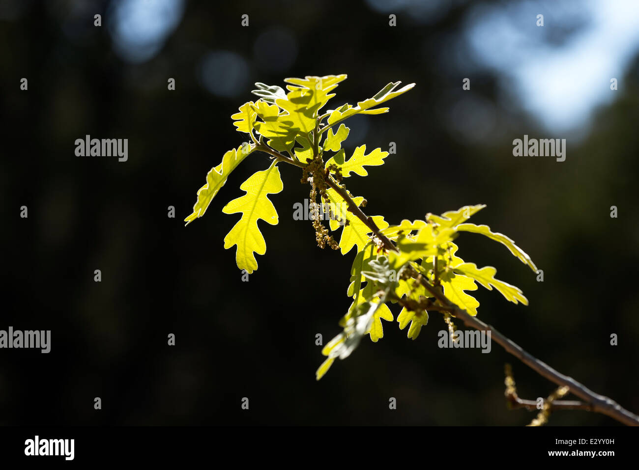 Oak tree, le sud de l'Utah. Banque D'Images