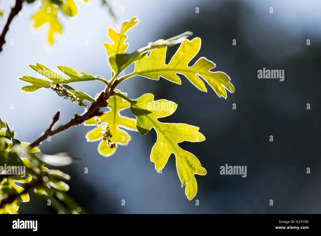 Oak tree, le sud de l'Utah. Banque D'Images