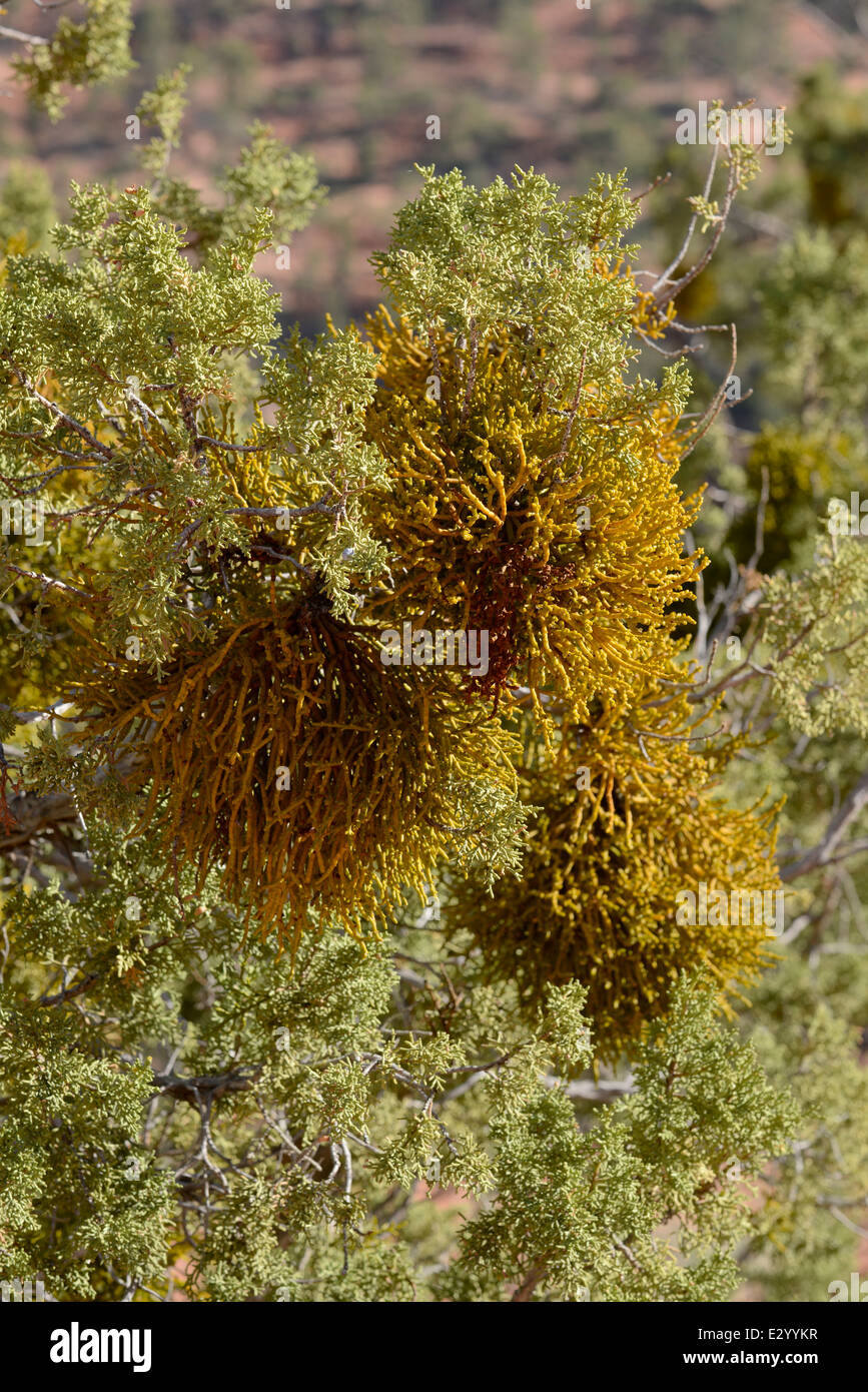 Sur le gui, juniper tree l'Utah du sud. Banque D'Images