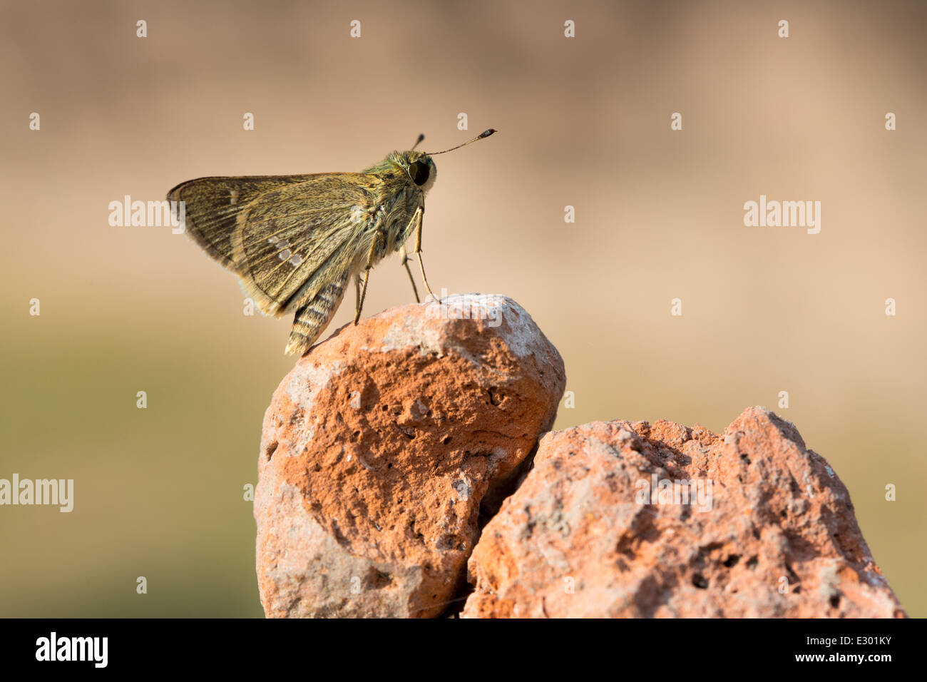 Papillon brun sur un rocher Banque D'Images