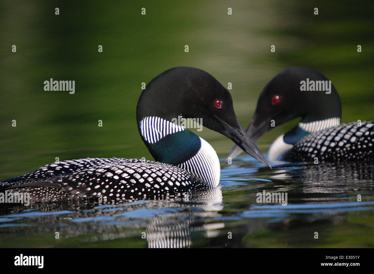 Gary J. Wege a capturé les plongeons communs du lac Tayment dans le Wisconsin, mettant en valeur les oiseaux majestueux en vol et soulignant leur rôle dans les écosystèmes de la région. Banque D'Images