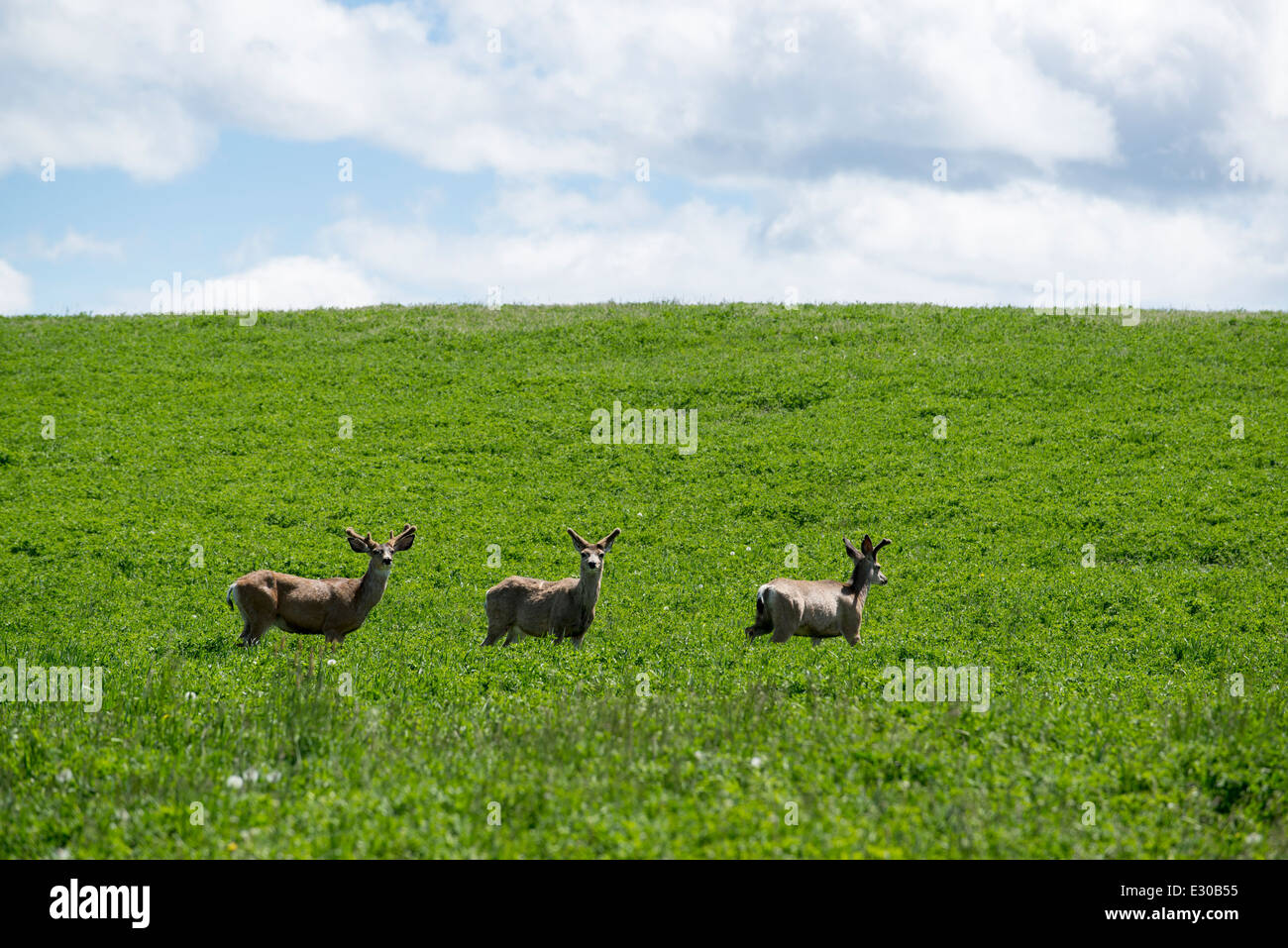 Chevreuil dans un champ dans la vallée de la Wallowa de l'Oregon. Banque D'Images