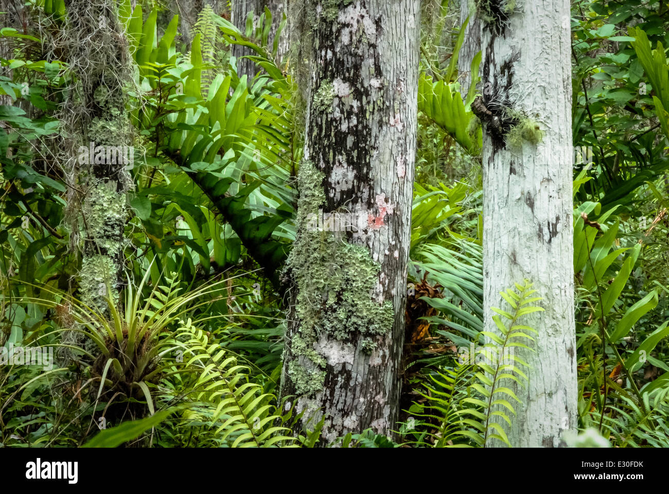 Les algues, mousse, et airplant couverts arbres dans le nord de l'Everglades de Floride habitat Wellington National Wildlife Refuge. Banque D'Images