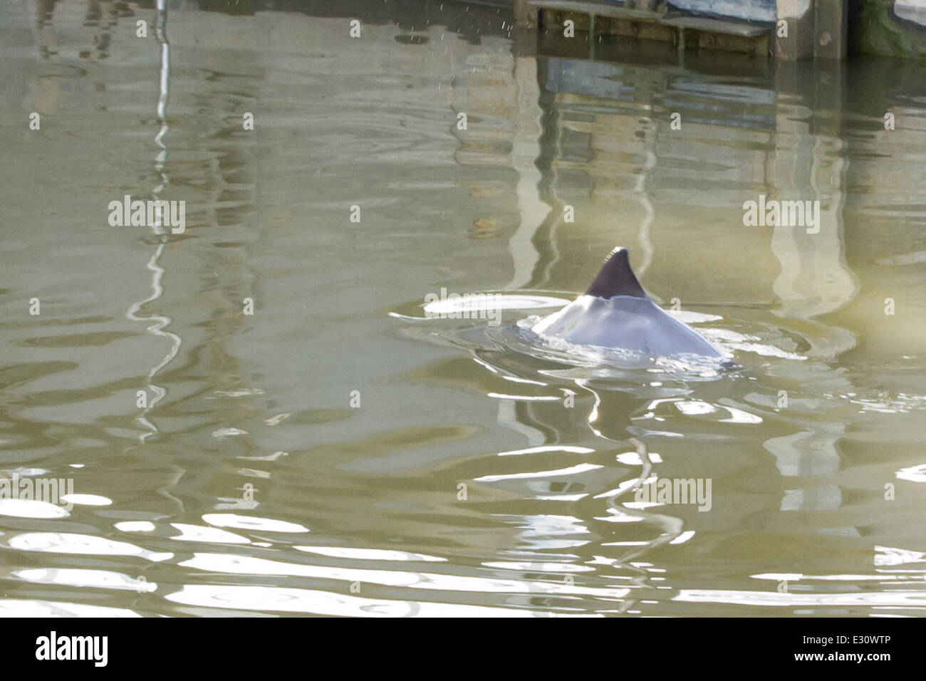 Un bébé Dauphin est resté prisonnier dans la Marina à Gravesend promenade. Le bébé est coincé dans le port et sa mère essaie de l'atteindre à partir de la Tamise. Le Port de Londres l'autorité sont présents et ils espèrent nager à marée haute t Banque D'Images