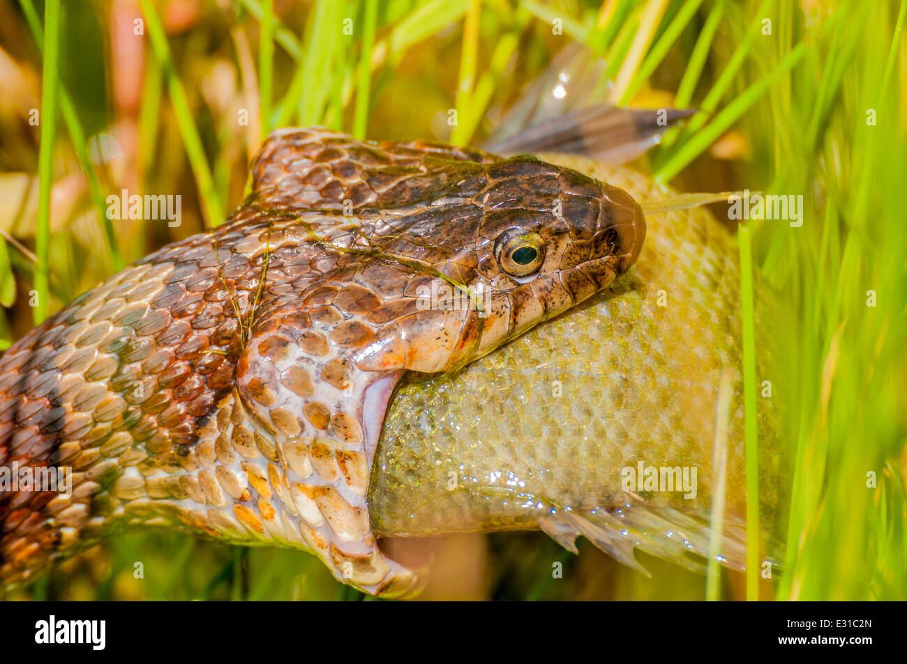 Un serpent d'eau consommation de proies au bord d'un étang. Banque D'Images