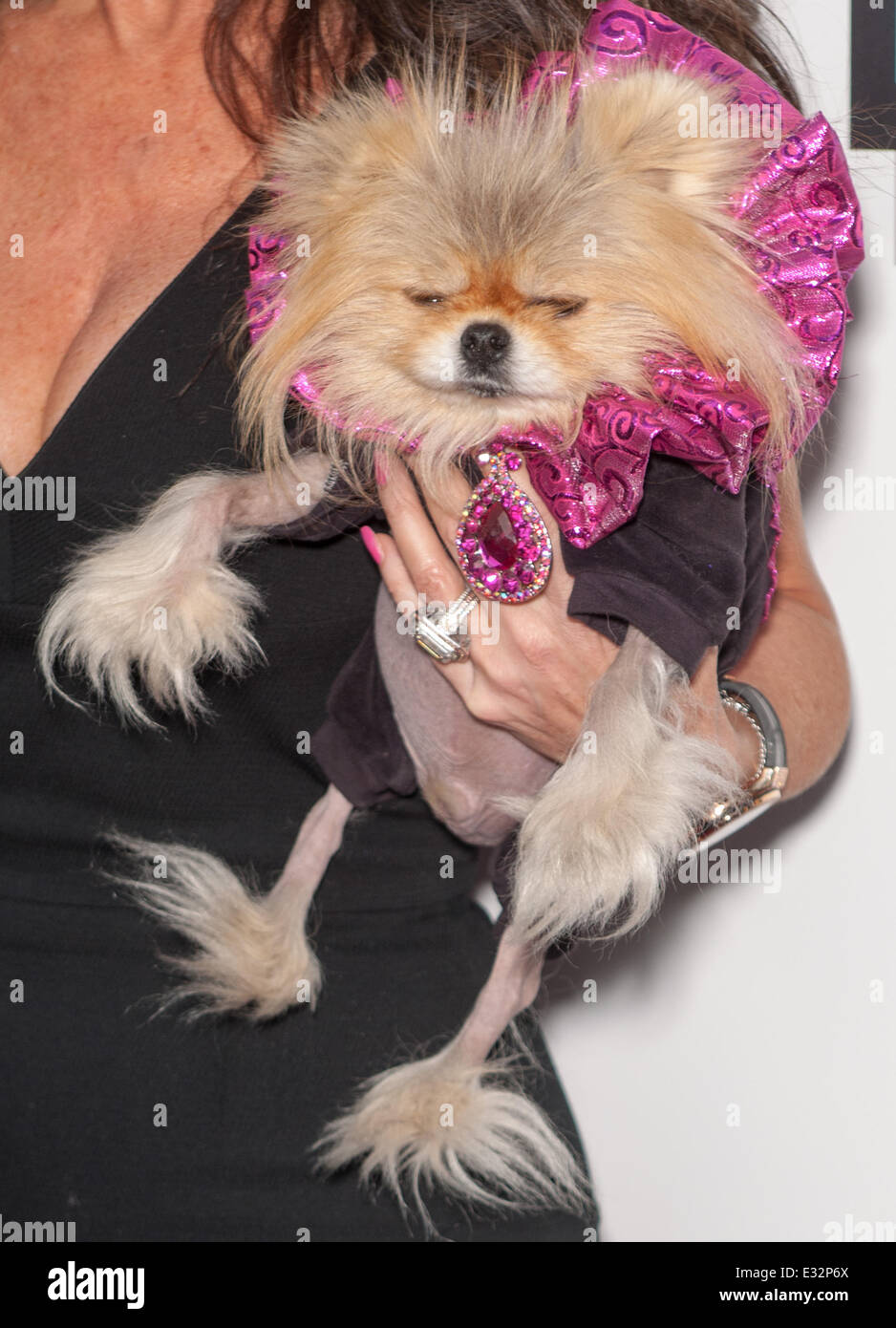 Ex Modèle Rachelle Garzia Porte Son Chien Frank Un Griffon