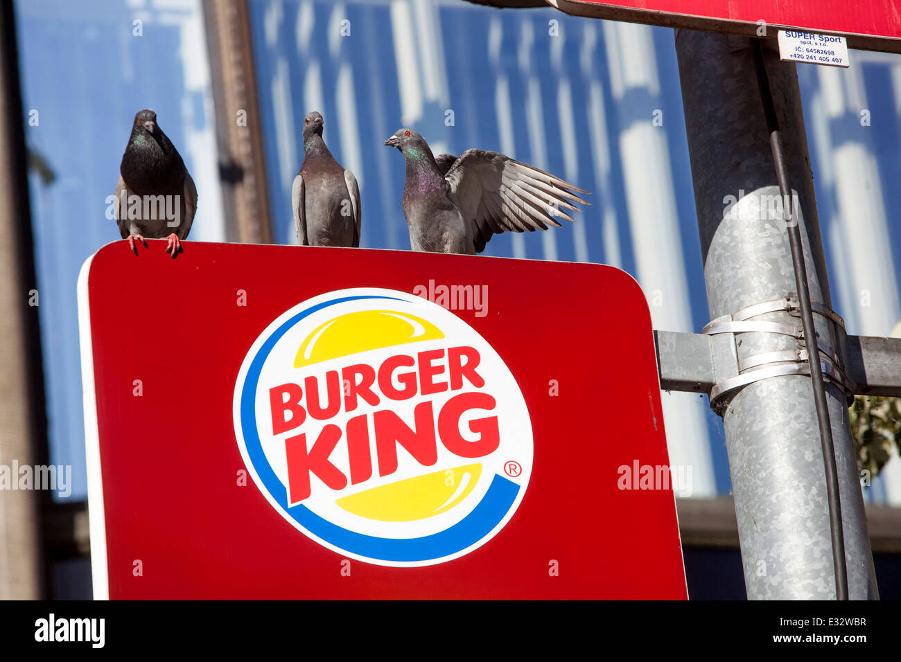 Logo Burger King, City pigeon place Venceslas Prague République Tchèque Europe ville oiseaux urbain Banque D'Images