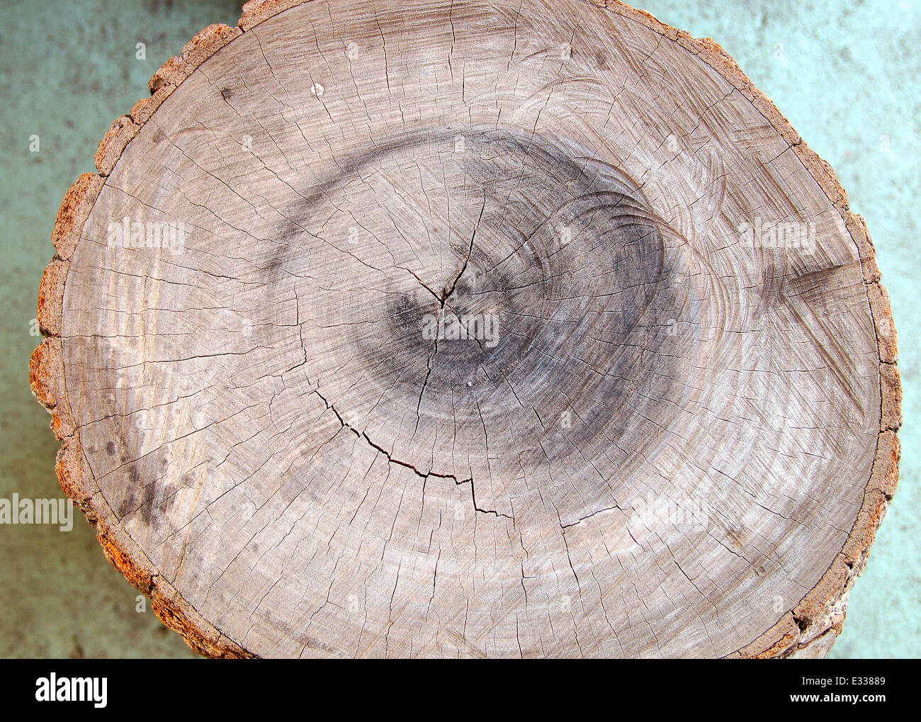 Les anneaux de croissance des arbres pour compter l'âge d'un arbre Banque D'Images