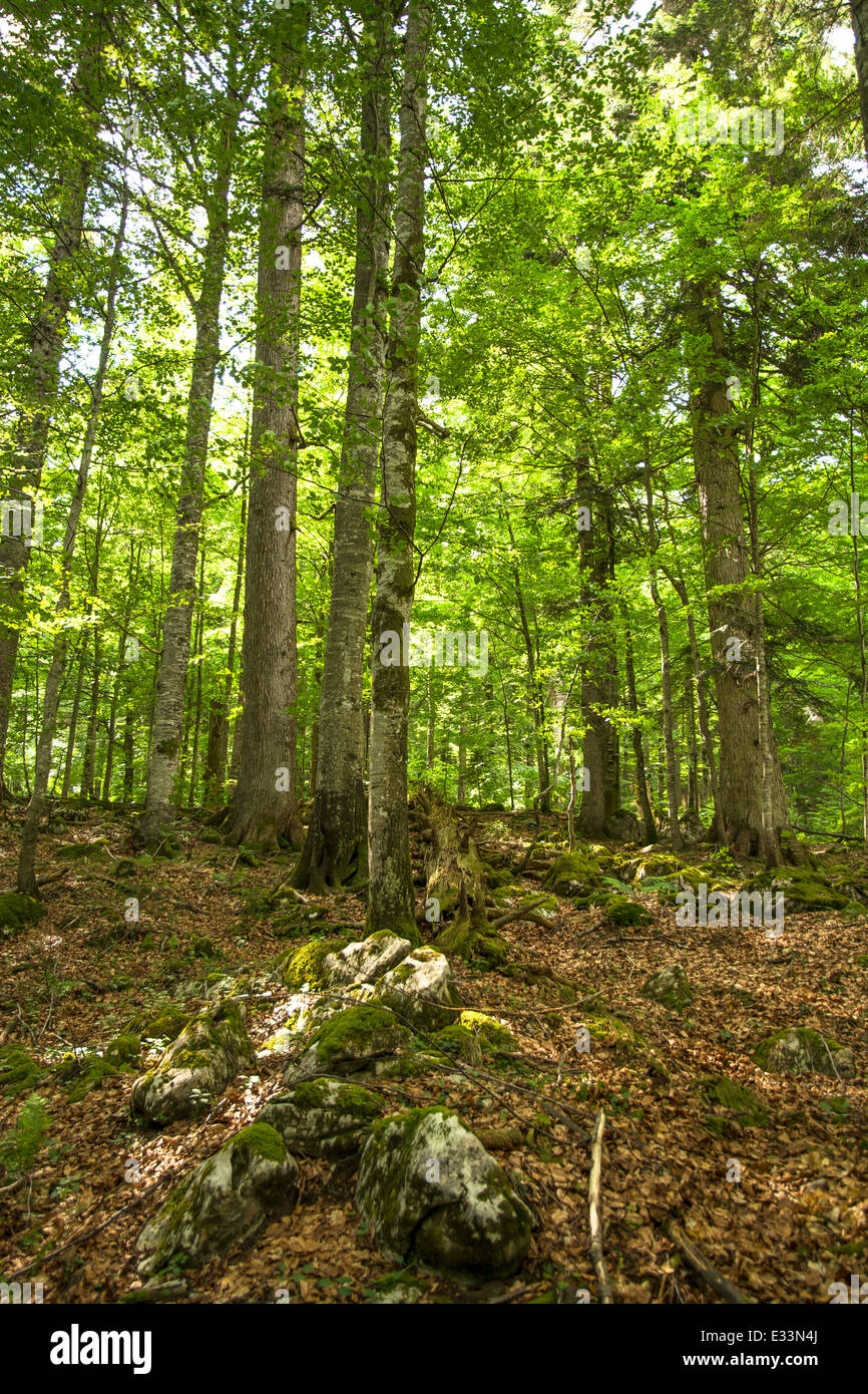 La lumière du soleil brille à travers les couronnes des vieux arbres dans UNE forêt en Autriche Banque D'Images