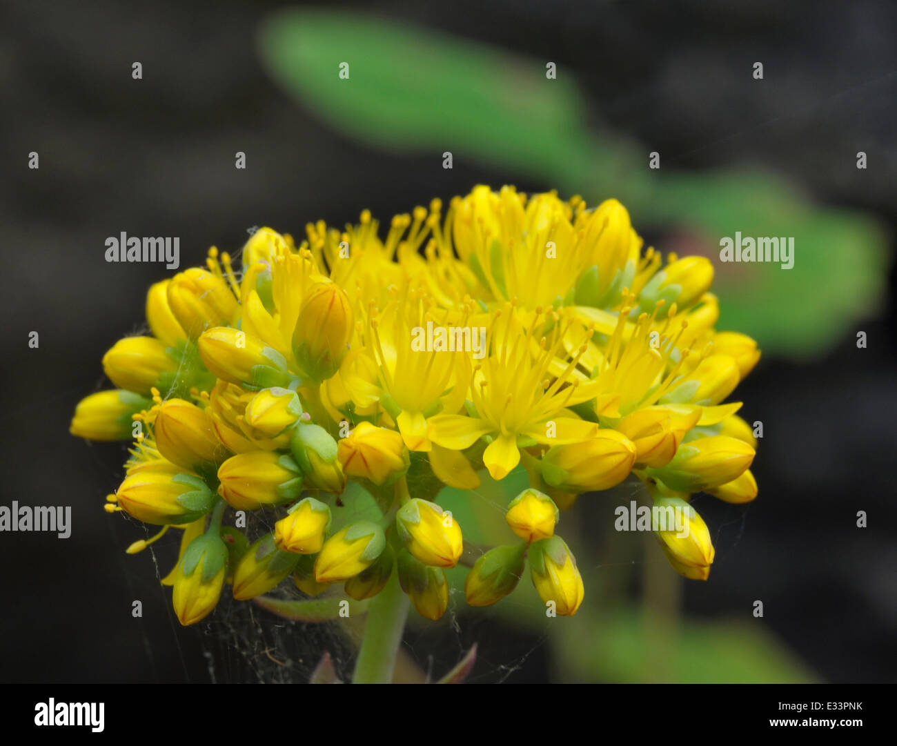 - Forsteranum Rock Stonecrop Sedum Banque D'Images