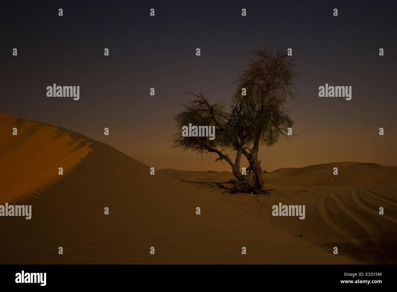 Arbre isolé la nuit dans le désert Banque D'Images